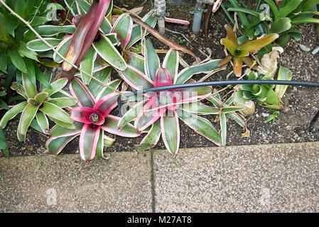 Neoregelia carolinae Stock Photo