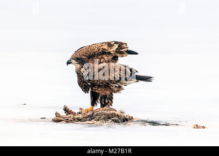 Immature bald eagle flutters wings by dead animal on the frozen Hauser Lake in Idaho. Stock Photo