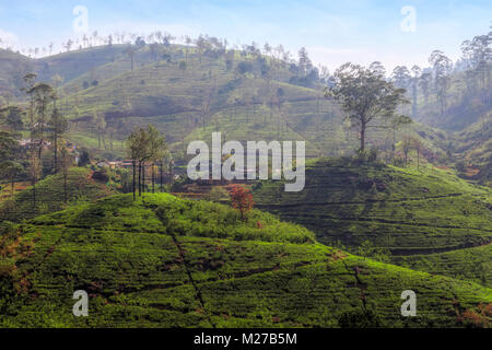 Tea Hills near Nuwara Eliya, Sri Lanka, Asia Stock Photo