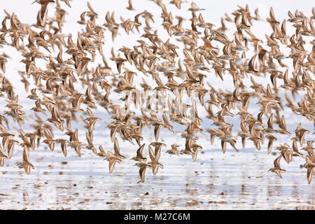 Swarms of Western Sandpipers numbering in the thousands converge on Hartney Bay during the spring migration in Southeast Alaska. Stock Photo