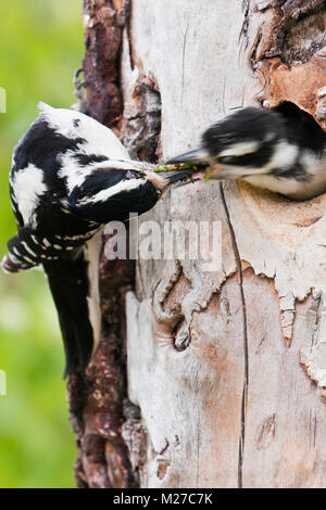 A juvenile Hairy Woodpecker reaching out the hole of its nest is fed a mouthful of grubs by one of its parents in Alaska. Stock Photo