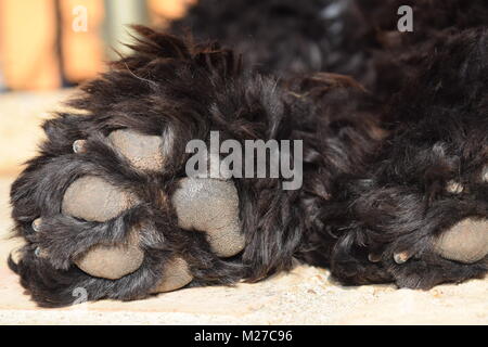 Portuguese Water Dog (Canis lupus Familiaris), lying in the sun, in the Algarve. Stock Photo