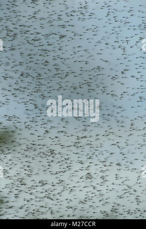 A hatch of mayflies in the sky. Stock Photo