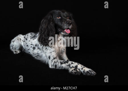 Beautiful female spaniel lies on black background Stock Photo