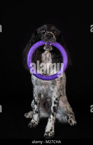 Beautiful female spaniel holds a ring in his teeth on black background Stock Photo