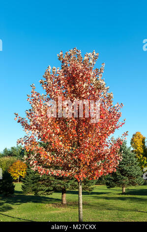 Sugar maple tree in autumn Stock Photo