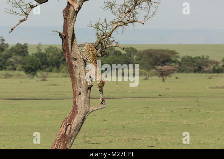 a leopard jumping from a bloody tree in the Maasai Mara Stock Photo