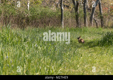 Eastern cottontail rabbit, Sylvilagus floridanus in spring Stock Photo