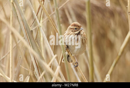 Pretty Reeds A pretty female Reed Bunting (Emberiza schoeniclus) perched on a twig ...