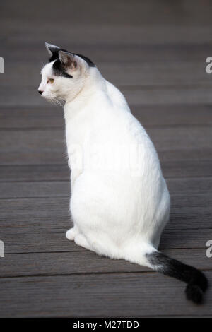 Domestic black and white cat rescued by and living outdoors at Sandos Caracol Eco Resort Stock Photo