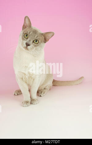 curious lilac burmese Stock Photo