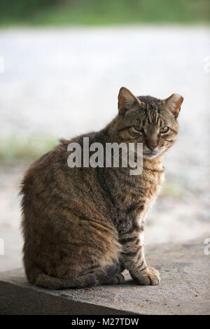 Stray cat missing tip of ear sitting in parking lot Stock Photo