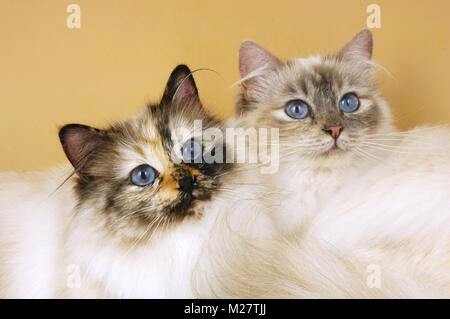 seal tortie tabby birman cat with blue tortie tabby birman Stock Photo