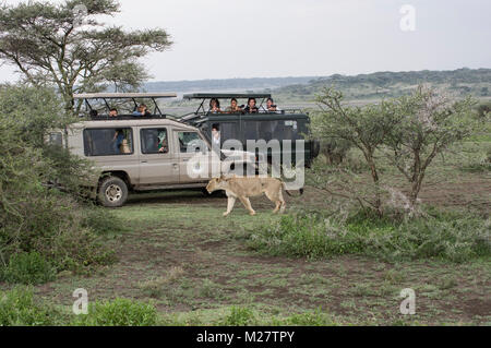 Female lioness in the Serengeti walking near safari SUV vehicles