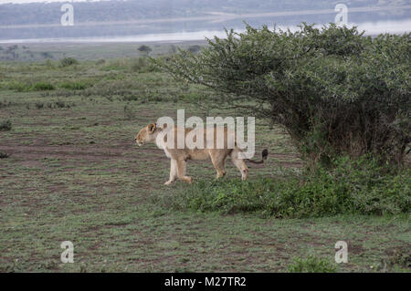 Female lioness in the Serengeti walking near safari SUV vehicles