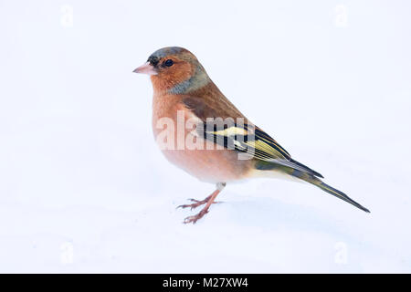 Common Chaffinch (Fringilla coelebs), adult male in winter plumage standing in the snow Stock Photo