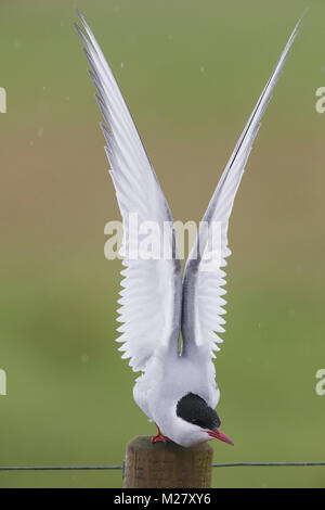Arctic Tern (Sterna paradisaea), adult stretching Stock Photo