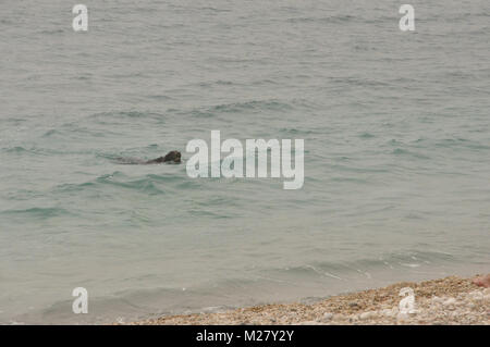 Swimming dog returning ball thrown in sea Stock Photo