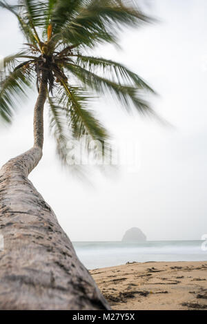 Coconut palm blown by the wind during a storm on Le diamant beach, in the French Caribbean island of Martinique Stock Photo