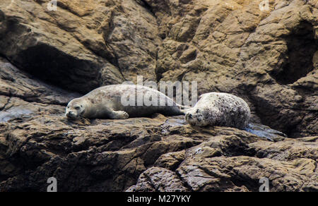 Two sea lions relax on a cliff near Fort Bragg - California Stock Photo