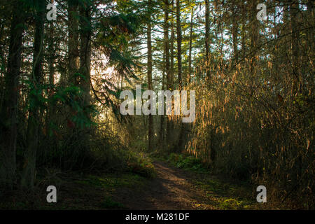 Sunlight Streaming Through Trees Stock Photo