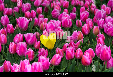 Single yellow tulip in a field of pink tulips, Bollenstreek, Netherlands Stock Photo