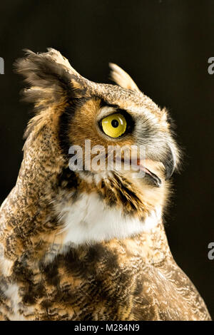 Portrait of a Great Horned Owl close up Stock Photo