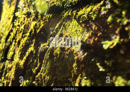 a simple shot from my surround environment that amaze me with it's beauty Stock Photo