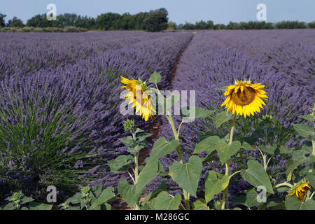 Blooming lavender (Lavandula angustifolia) field, stone house, Plateau de Valensole, Alpes-de-Haute-Provence, Provence-Alpes-Côte d'Azur, France, Stock Photo