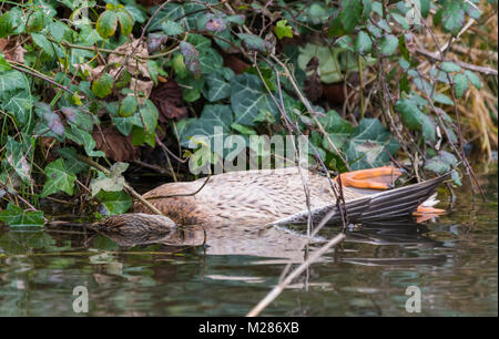 A dead female Mallard duck partly submerged in water in Winter in West Sussex, England, UK. Stock Photo