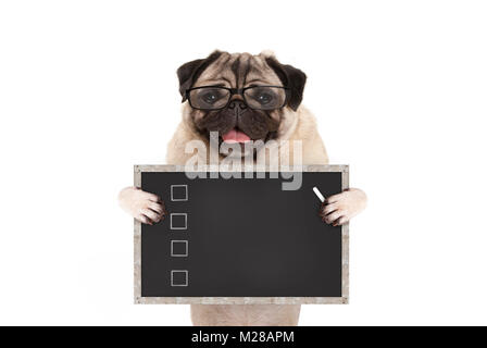 cute male pug dog puppy holding up blank checklist on blackboard with check boxes drawn with chalk, isolated on white background Stock Photo