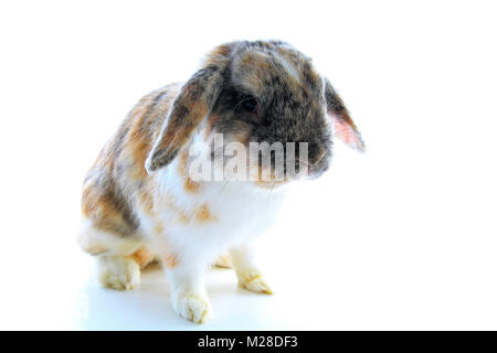 rabbit,lop eared cute tricolor bunny. Stock Photo