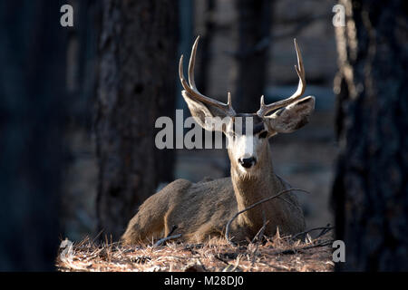 Mule deer buck bedded down in winter morning sunlight.  Flagstaff, Arizona Stock Photo