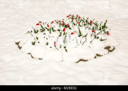 Red tulips partially buried under a heavy, wet, spring snow Stock Photo