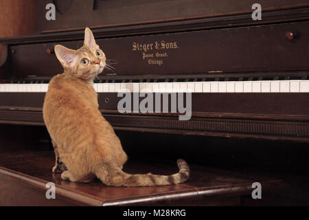 Devon Rex sitting on piano stool Stock Photo