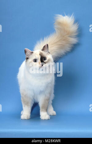 fluffy Ragdoll, Seal Tortie Point Mitted, tail up Stock Photo