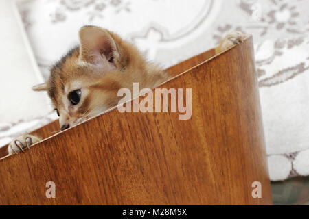 ruddy Abyssinian kitten in a bucket Stock Photo