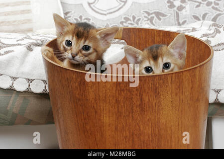 two ruddy Abyssinian kittens in a bucket Stock Photo