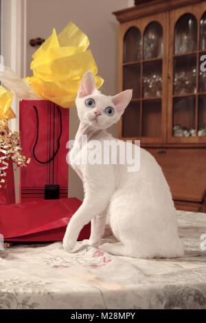 white Devon Rex Stock Photo