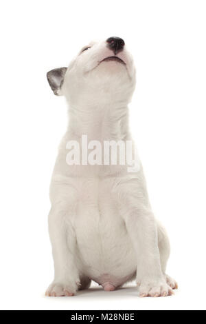 miniature Bull Terrier puppy looking up Stock Photo