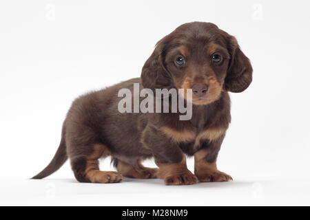 longhaired miniature Dachshund puppy, looking at camera Stock Photo