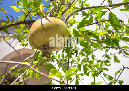 Green Pomegranate Fruit on Tree Stock Photo