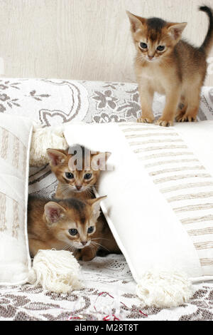 three ruddy Abyssinian kittens on a sofa Stock Photo