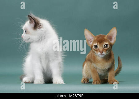 Ragdoll kitten next to Sorrel (Red) Abyssinian kitten Stock Photo