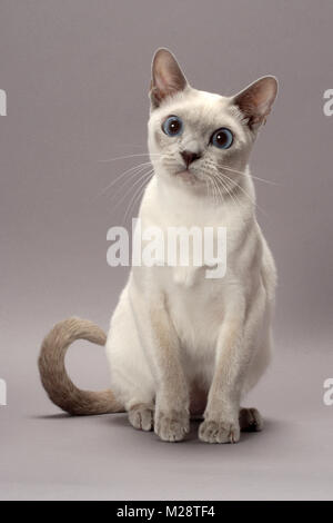 Tonkinese cat sitting, Lilac (Platinum) Mink colour Stock Photo