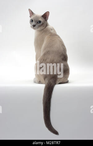 Tonkinese back view, Lilac (Platinum) Mink coloured Stock Photo