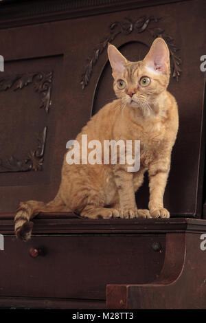 Devon Rex at home Stock Photo