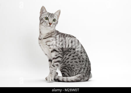 Egyptian Mau, Silver Spotted Tabby, on white background Stock Photo