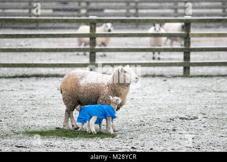 Southport, Merseyside. UK Weather. 06/02/2018. Cold start to the day for Lancashire livestock as the town awakens to its first snow for some years. These newborn twin lambs have been provided with a polythene overcoat to protect them from the worst of the weather for their first few days outside. Plastic macs on very young lambs provide protection against the exposure and the elements for a newly born lamb and help prevent hypothermia which is the major cause of lamb mortality in temperate regions such as the UK. Credit:MediaWorldImages/AlamyLiveNews Stock Photo