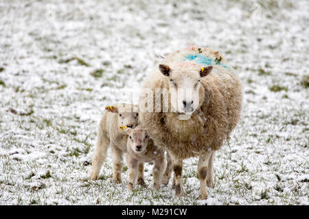 Flintshire, Wales, UK 6th February 2018, UK Weather: Cold weather and snow in many parts of the UK today including Flintshire as a ewe protects her two newly born early spring lambs from the snow Credit: DGDImages/Alamy Live News Stock Photo